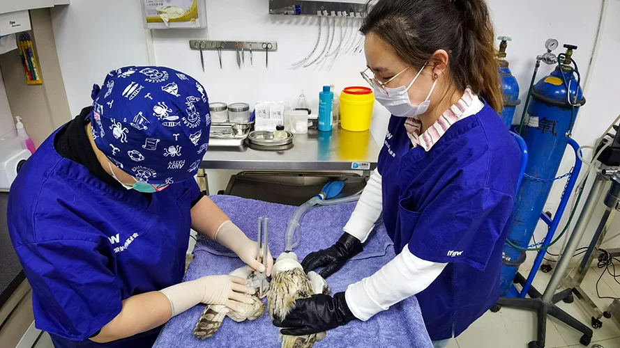 Medical Care