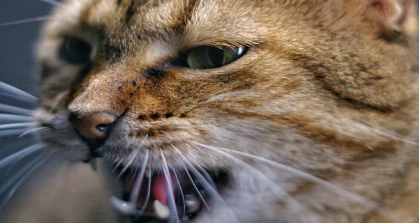 Pet behavior