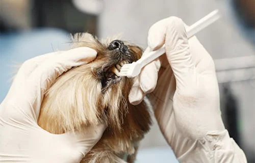 Pet dental care