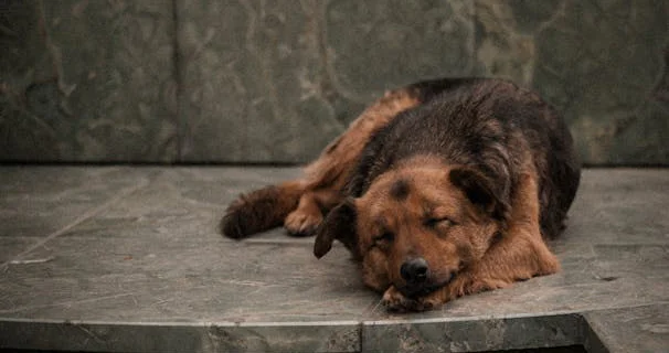 Pet emergency