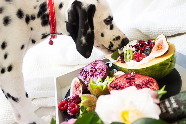 Pet nutrition