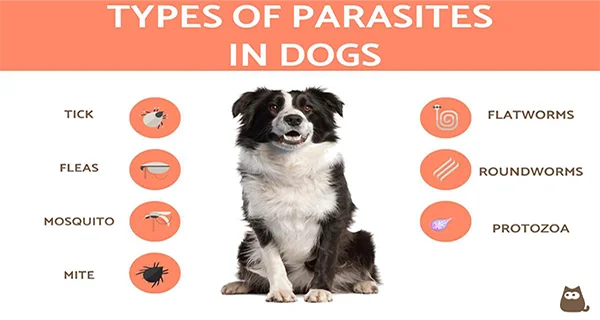 Parasite prevention