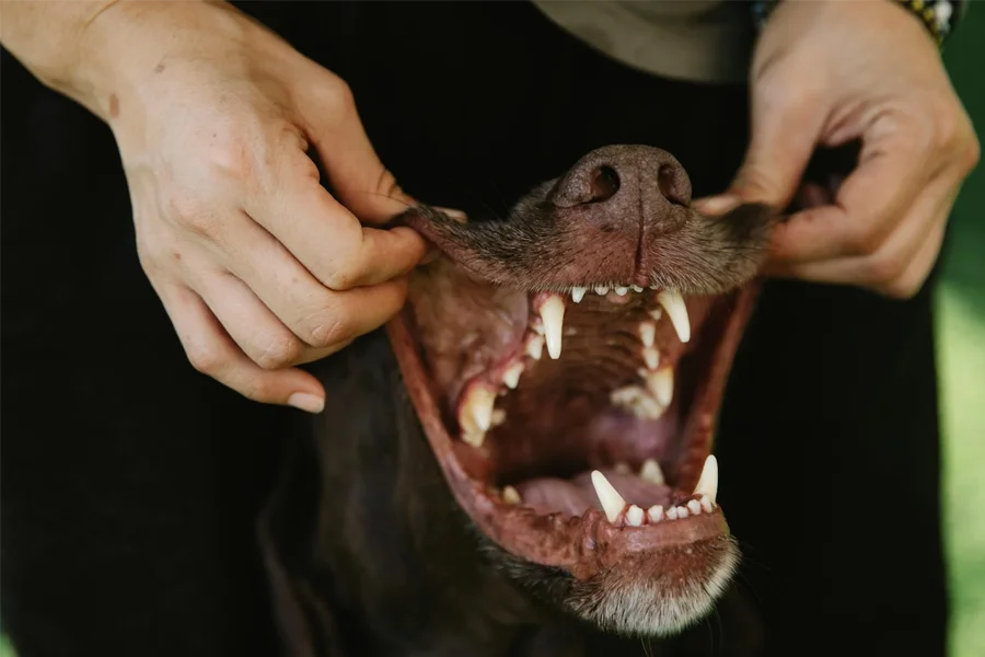 Veterinary dental cleaning