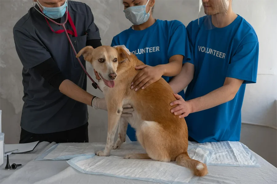 Veterinarian examining a dog