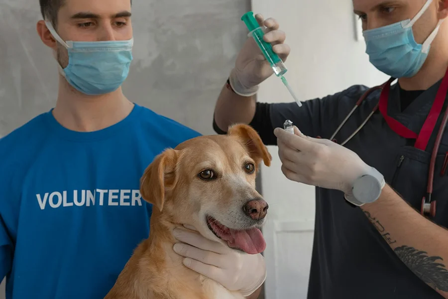 Puppy getting vaccinated