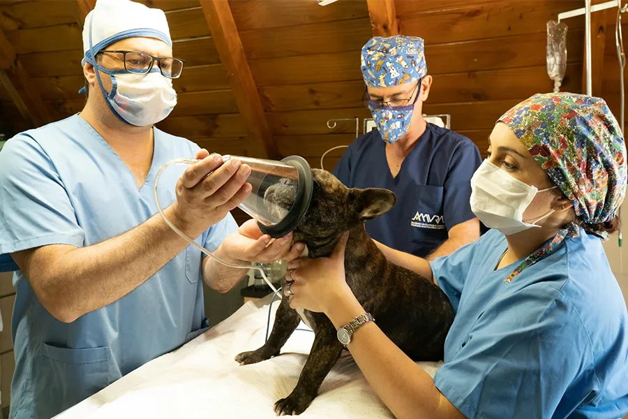Veterinary surgery