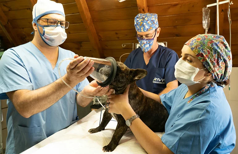 Surgical Procedures